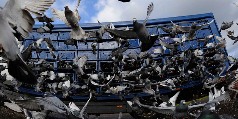 Отпугивание птичьих стай в Уфе от ДЕЗ-Комфорт - фото