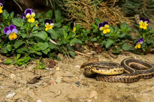 Выведение и отпугивание змей в Уфе от ДЕЗ-Комфорт - фото